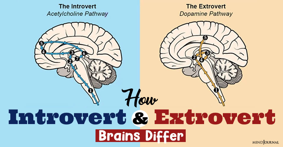how introvert and extrovert brains differ