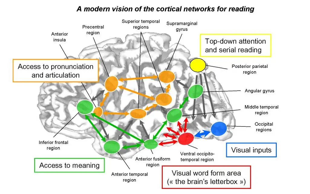 Different parts of the brain activated when you are reading