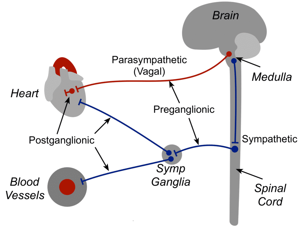 vagus nerve