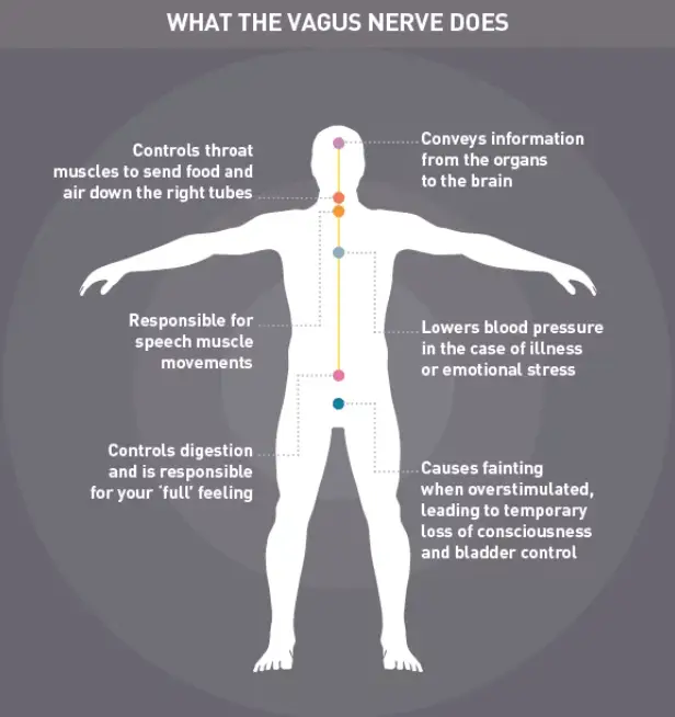 what vagus nerve does