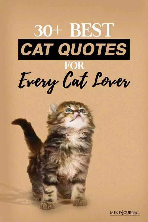 Best cat quotes for every cat lover PIN