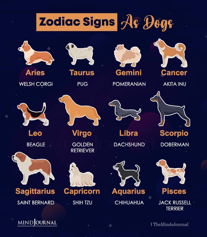 Zodiac Signs As Dogs