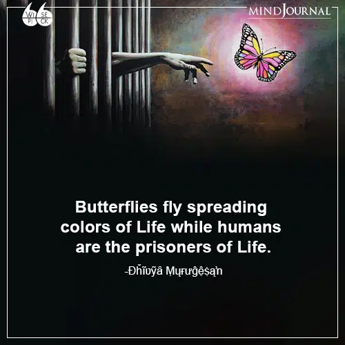 Ðȟĩʋỹȃ Ṃųɍưĝệṩąŉ Butterflies fly spreading
