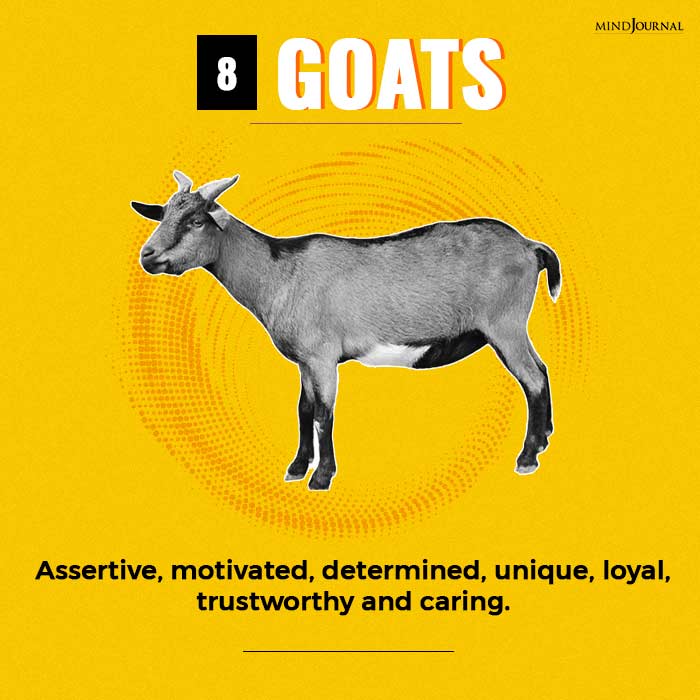What Your Favorite Animal Says About You