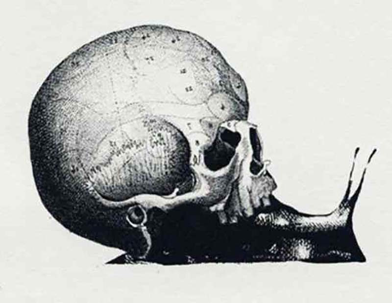 what do you see first snail map skull quiz