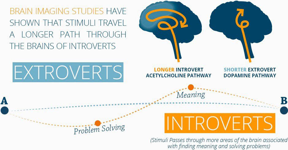 How Introvert and Extrovert Brains Differ: 6 Differences According to Science