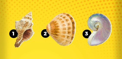 Shell You Choose