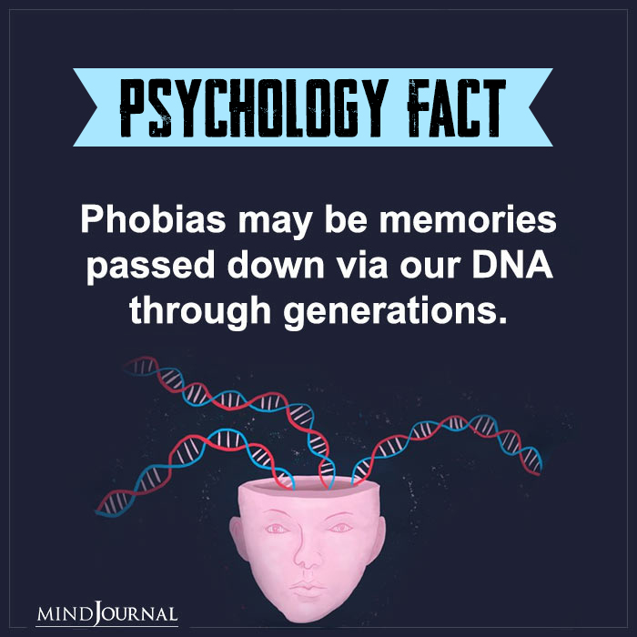 Phobias may be memories passed down