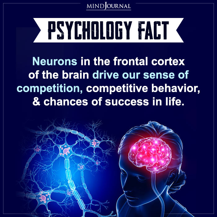 Neurons-In-The-Frontal-Cortex-Of-The-Brain-Drives-Our