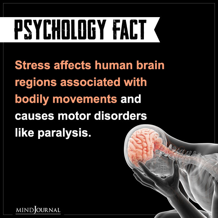 Stress Affects Human Brain Regions