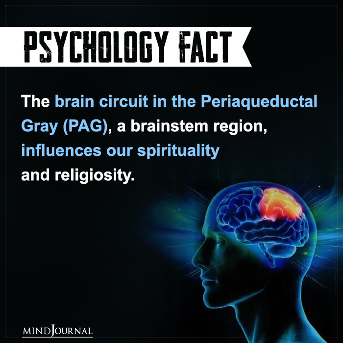 The Brain Circuit In The Periaqueductal Gray