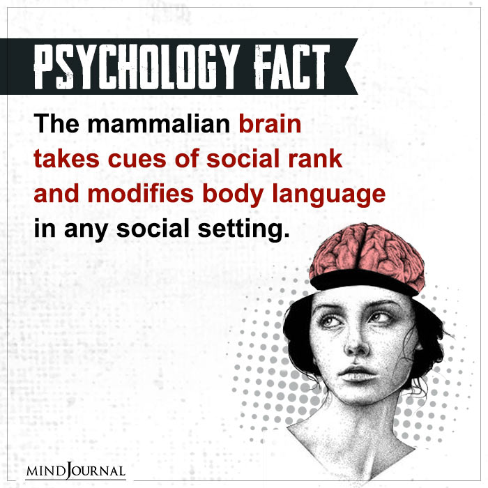 The Mammalian Brain Takes Cues Of Social Rank