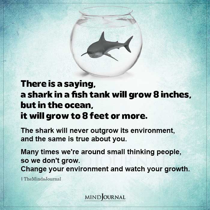 A Shark In A Fish Tank Will Grow 8 Inches