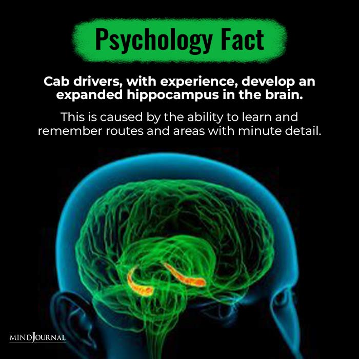 Cab-drivers,-with-experience,-develop-an-expanded-hippocampus-in-the-brain.