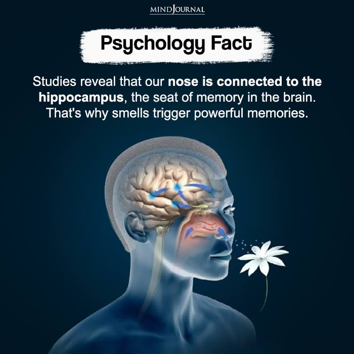 Studies reveal that our nose is connected to the hippocampus