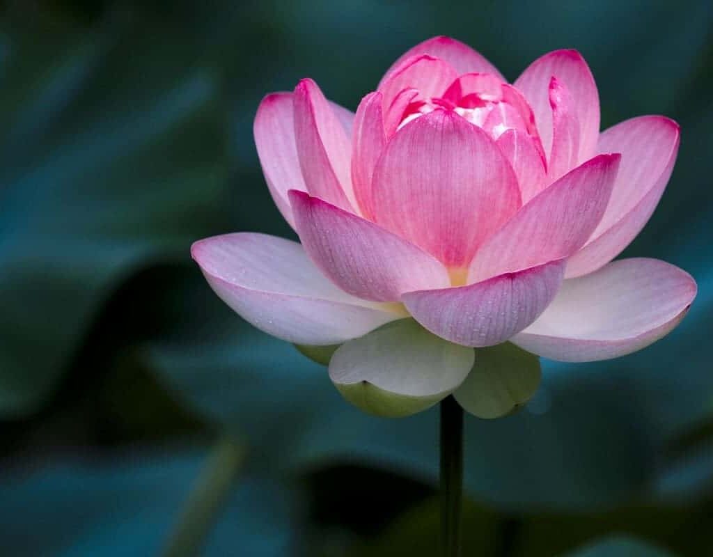 The Symbolism of the Lotus Flower