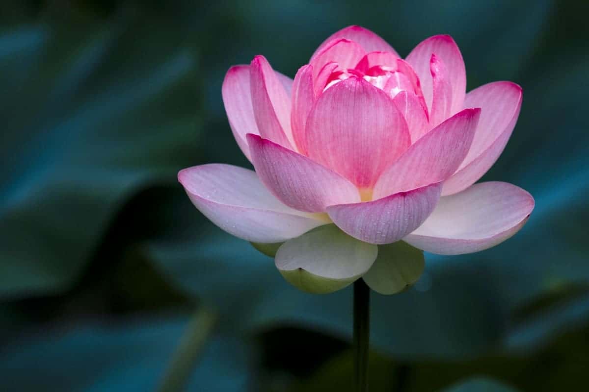 The Symbolism of the Lotus Flower