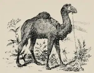 Camel Optical Illusion Test