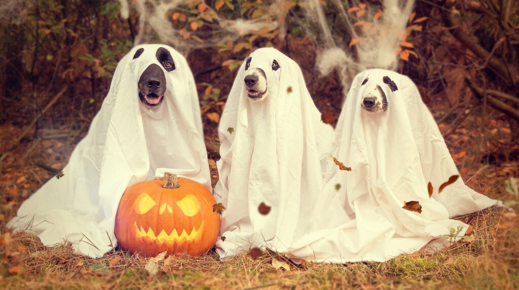 Weird Halloween Traditions