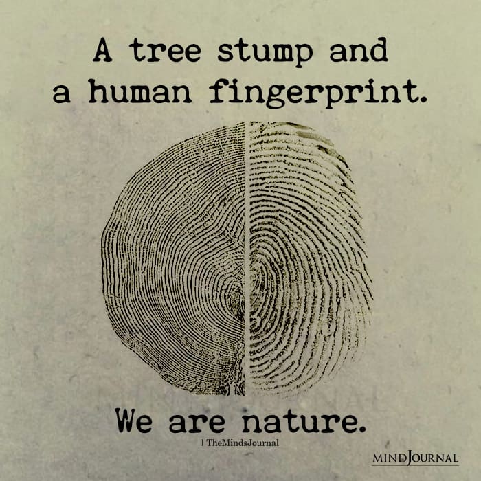 A Tree Stump And A Human Fingerprint