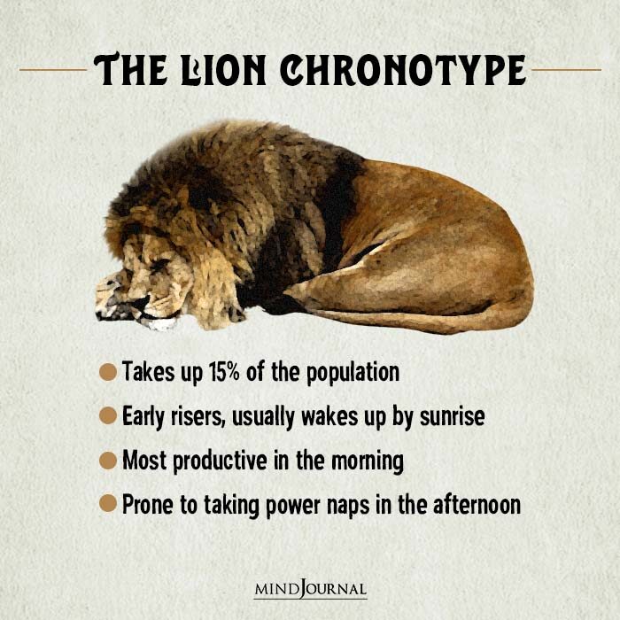 The Lion Chronotype