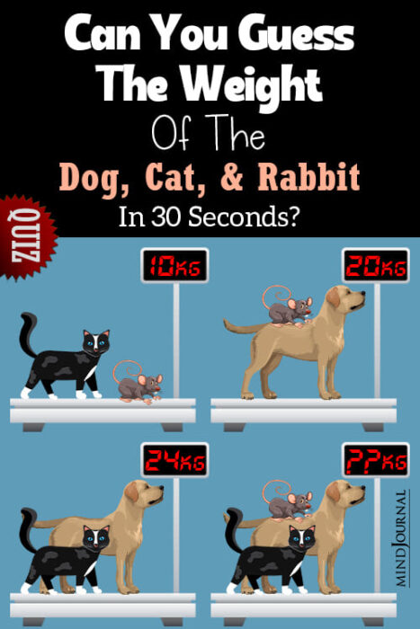 Animal Scale Challenge: Can You Guess the Weight Of The Dog, Cat, And Rabbit In 30 Seconds?