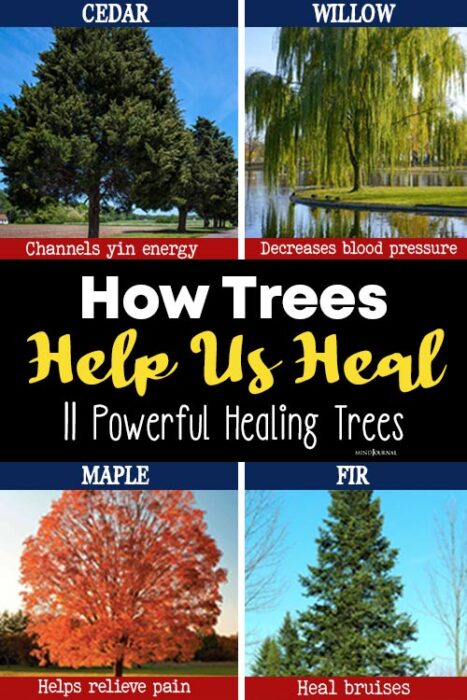 tree energy healing
