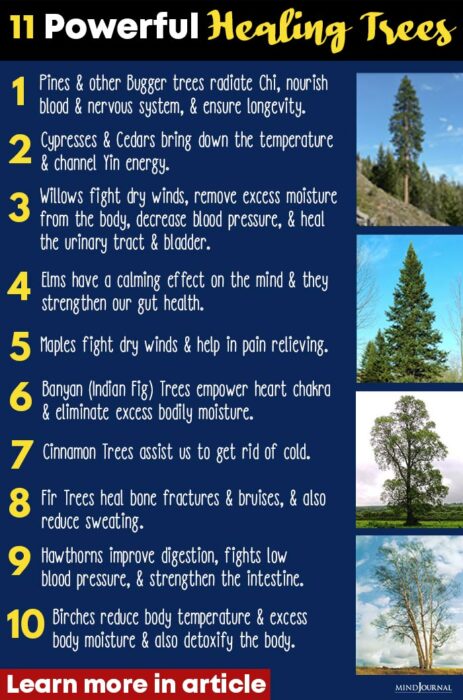 Tree Energy info