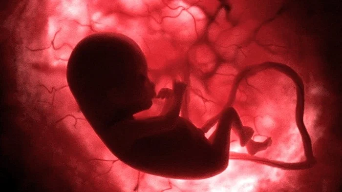 Did You Know Babies Learn Words Before Birth? Studies Reveal Language Lessons In The Womb!