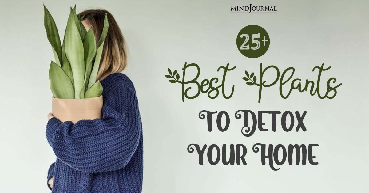 25+ Best Plants To Detox Your Home: Purifying Your Living Space With Nature’s Greenery