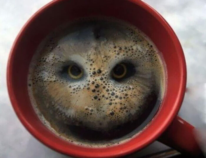 optical illusion personality test reveals the true you cup of coffee or an owl