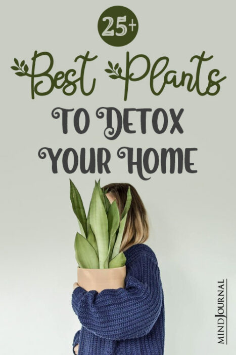 plants to detox your home
