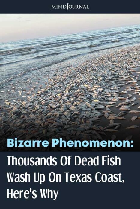 dead fish have washed up
