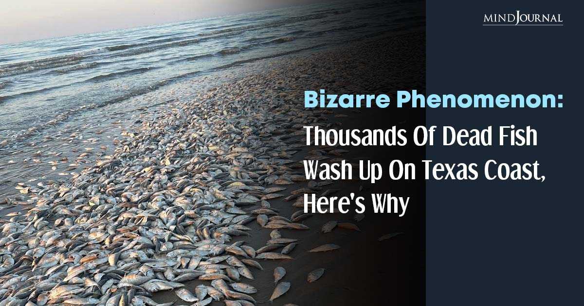 1000s Of Dead Fish On Texas Gulf Coast Beach Why?