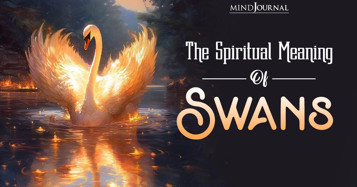 Beyond Beauty: Unveiling The Deep Spiritual Meaning Of Swans