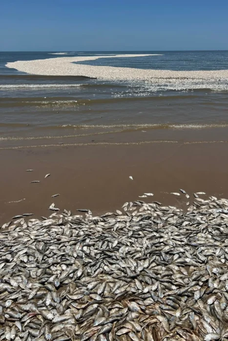 Dead Fish On Texas Gulf Coast Beach