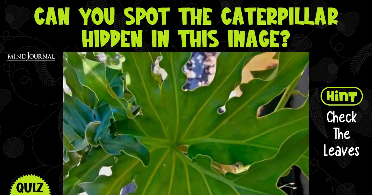 Can You Spot The Hidden Caterpillar Hidden In This Image? (Hint – Check The Leaves)