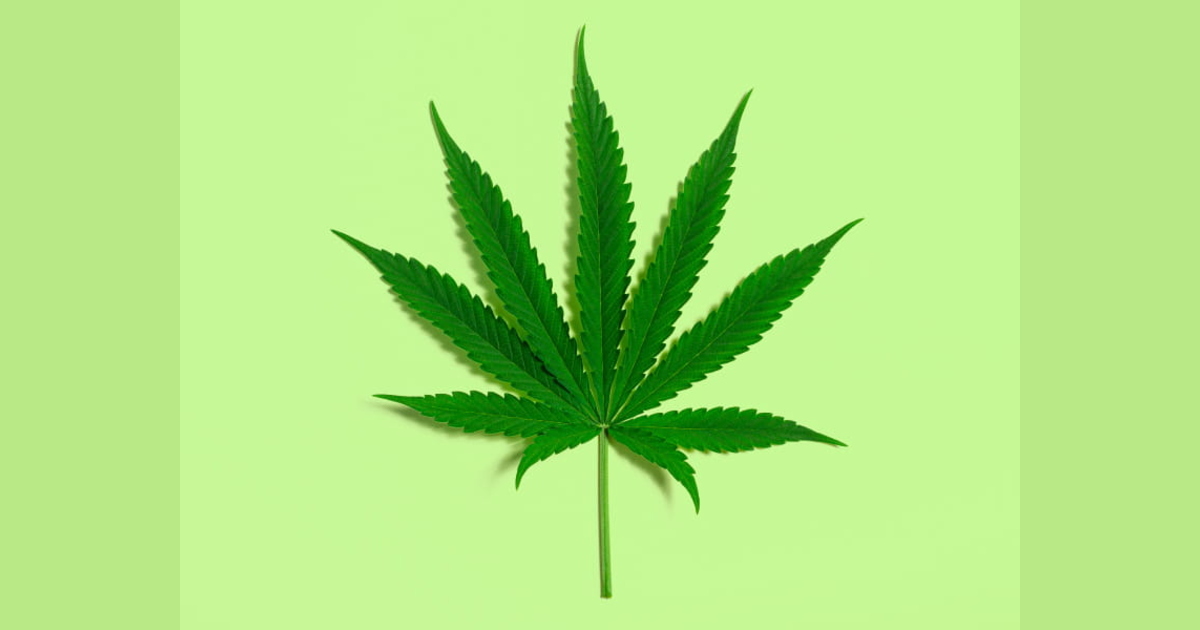 marijuana users