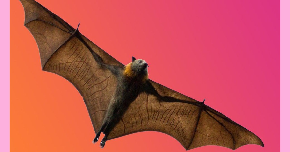 immune systems of bats