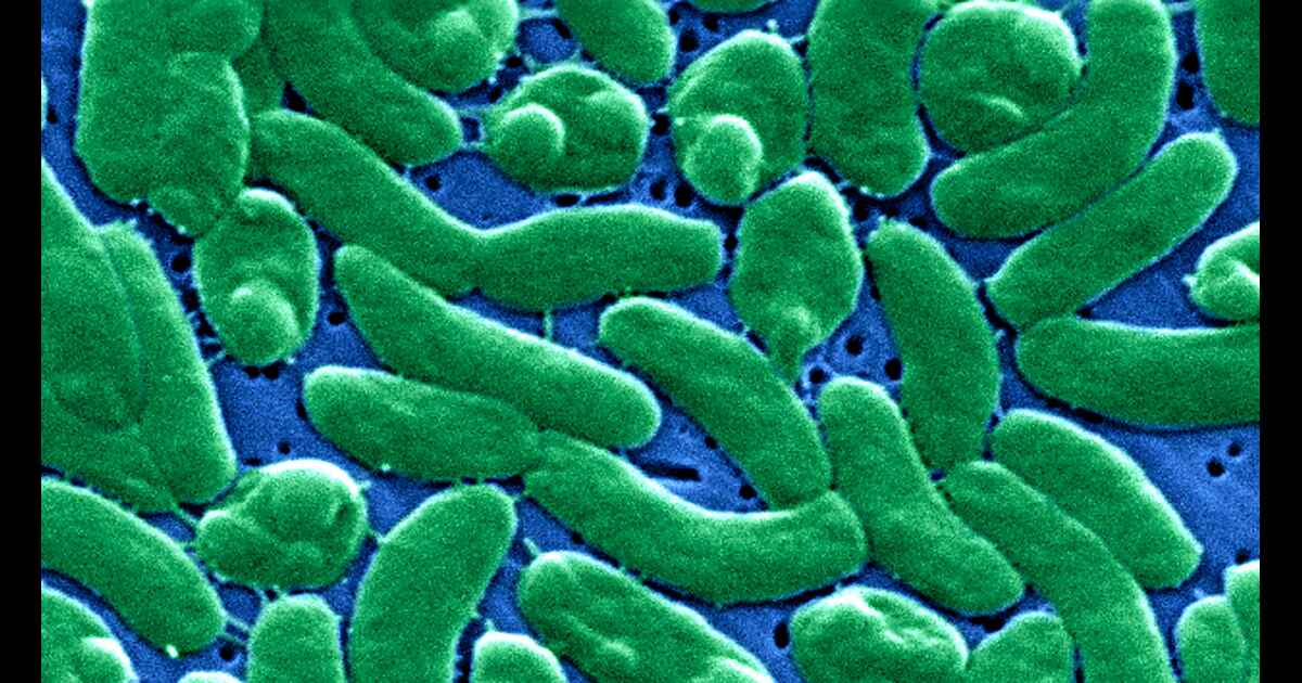flesh eating bacteria