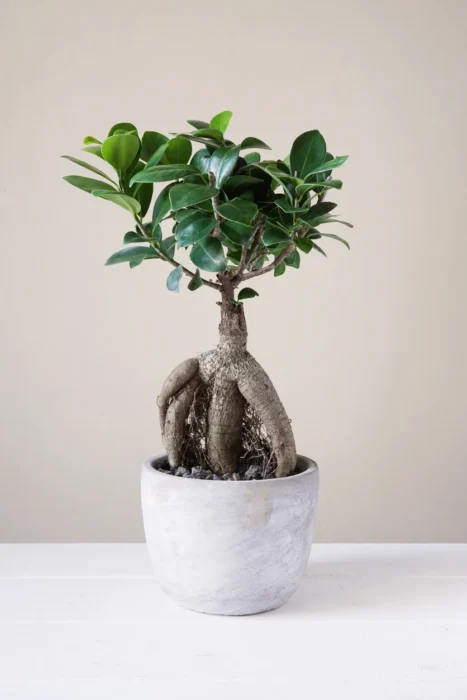Best indoor feng shui plants - Ficus Ginseng