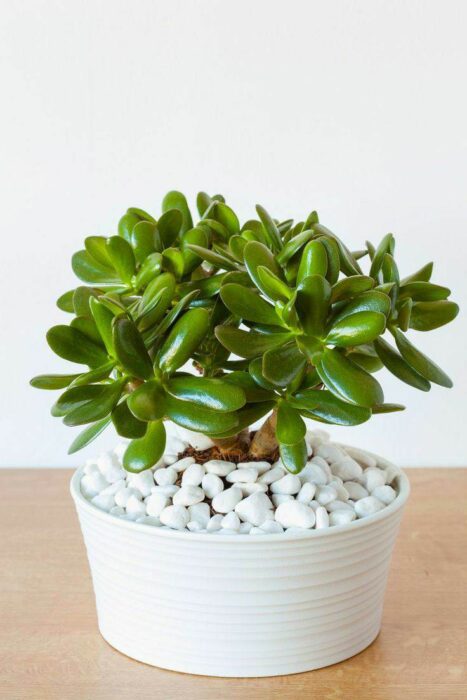 Best indoor feng shui plants - Jade plant