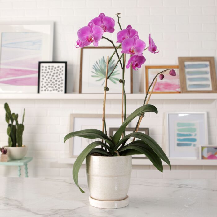 Best indoor feng shui plants - Orchid
