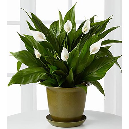 Best indoor feng shui plants - Peace Lily