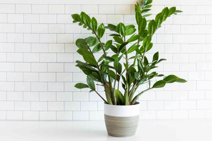 Best indoor feng shui plants - ZZ plant