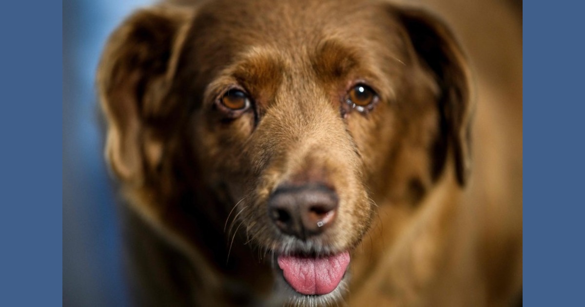 The Guinness World Record Holder: Bobi World’s Oldest Dog Dies At 31
