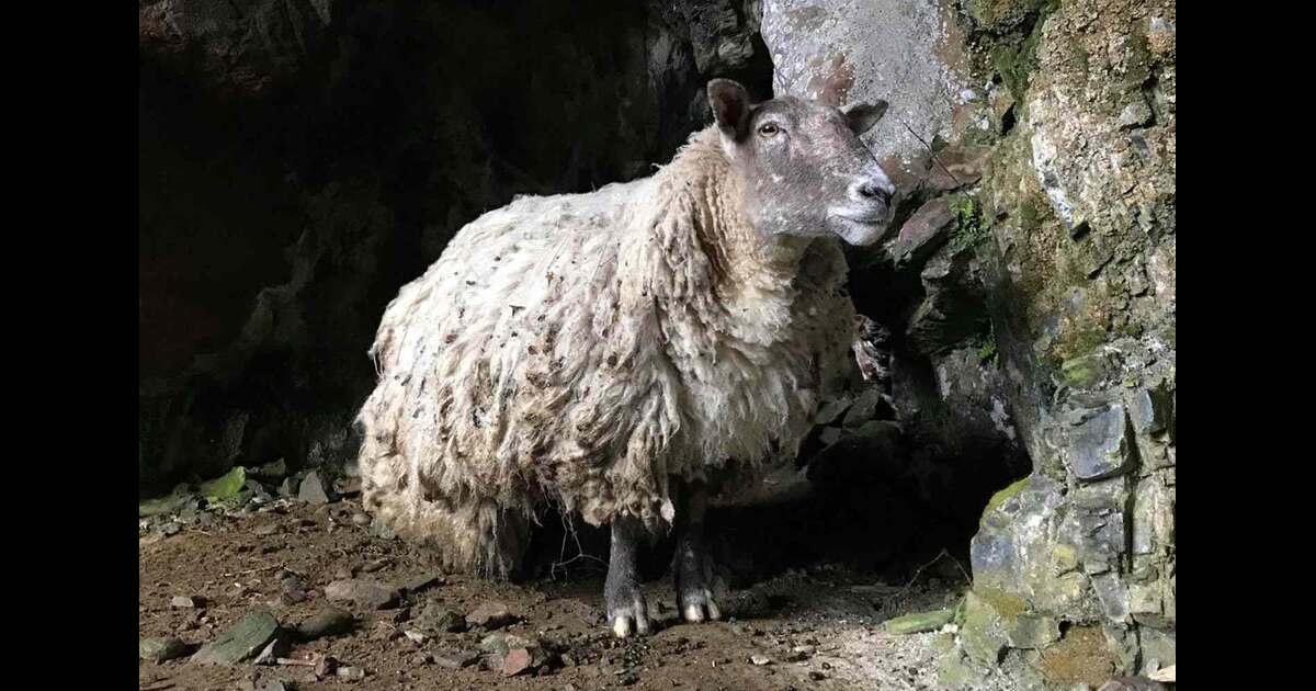 britain's loneliest sheep