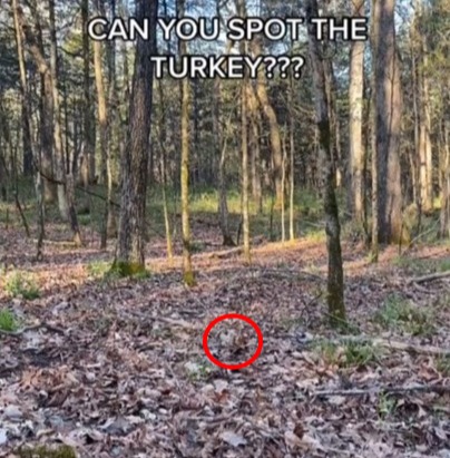 Thanksgiving brainteaser: Can you spot the turkey in the woods answer