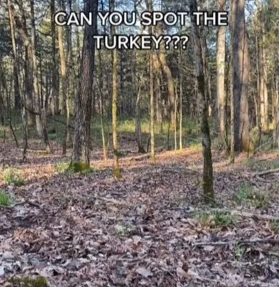 Thanksgiving brainteaser: Can you spot the turkey in the woods?