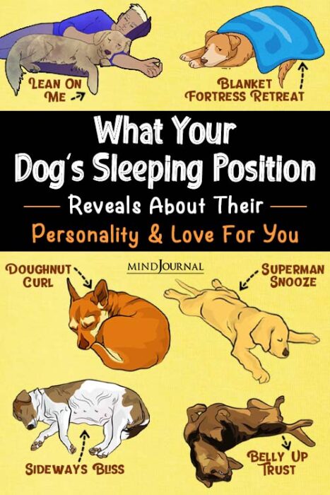 what your dog's sleeping position means
